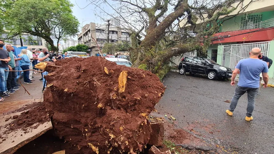 Árvore cai em cima de carros no centro de Apucarana; veja