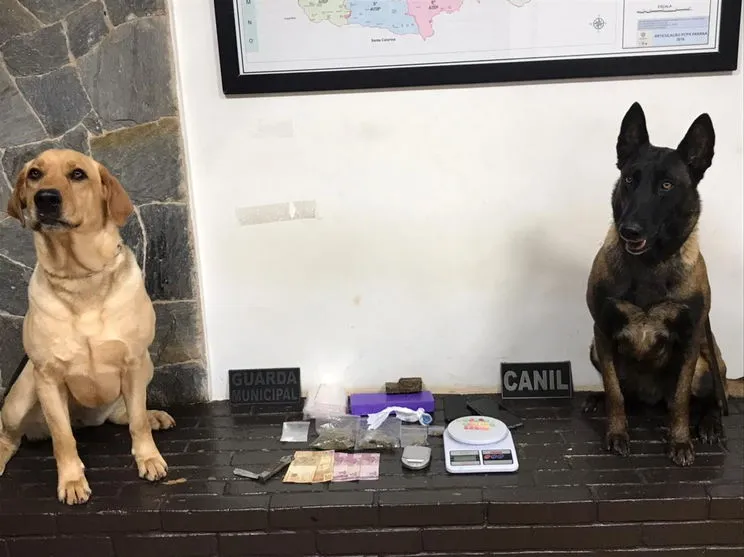 Cães Dacs e Zoe encontram drogas em casa de Arapongas