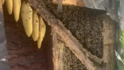 Casal gasta R$ 62 mil para retirar abelhas de dentro casa