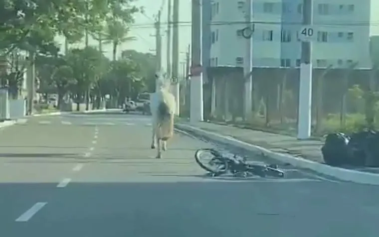 Cavalo atropela ciclista, arrasta bicicleta e atinge homem