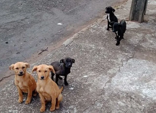 Cinco cachorrinhos foram abandonados juntos em via pública