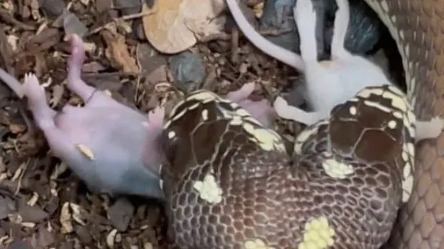Cobra de duas cabeças come dois ratos ao mesmo tempo