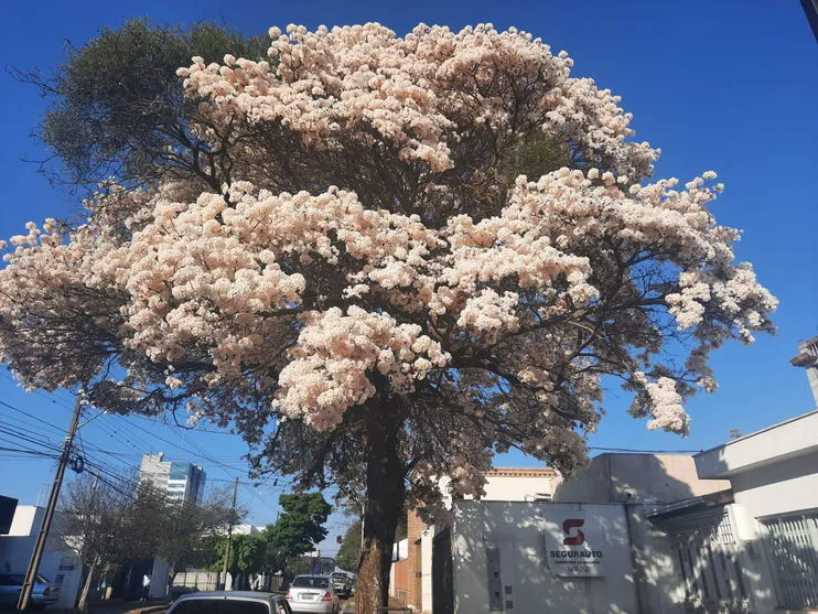 Florada dos ipês brancos chamam atenção em Arapongas