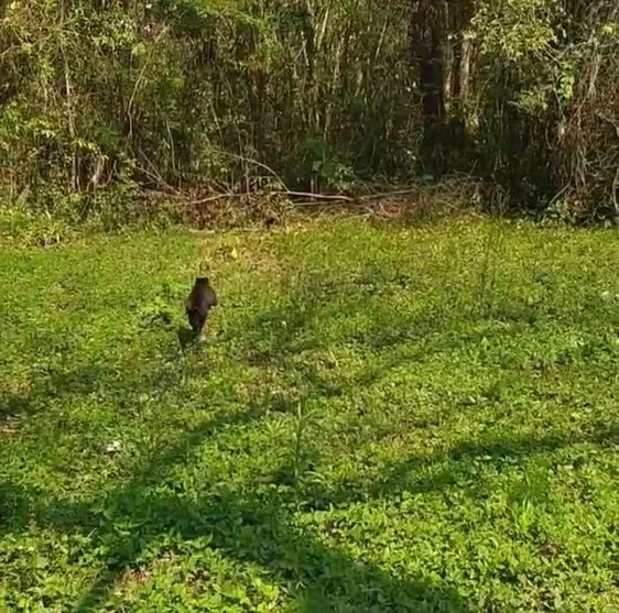 Macaco-prego capturado em área urbana é devolvido à natureza