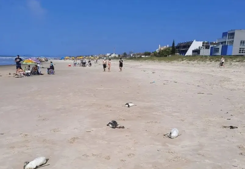 Mais de 100 animais são encontrados mortos em praias do PR