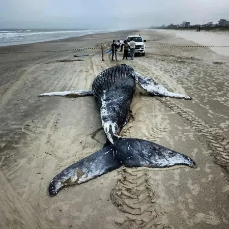 Mais uma baleia é encontrada morta no Litoral do Paraná