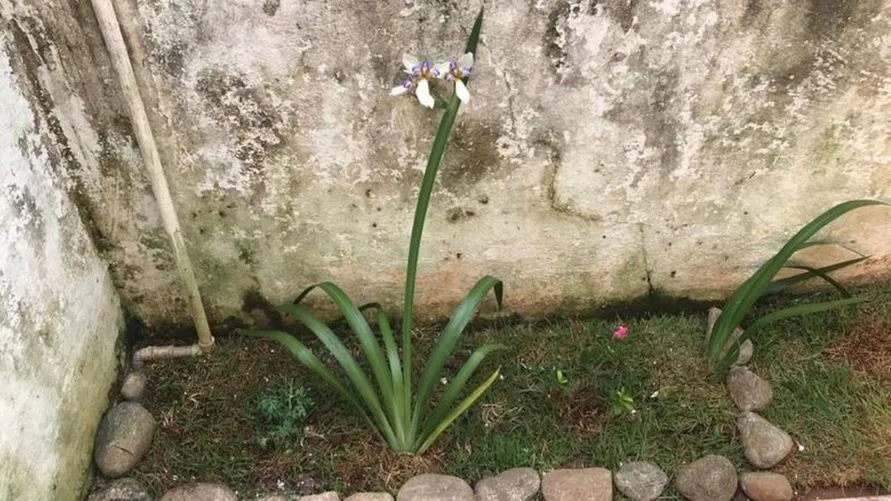 Ossada de mulher foi encontrada em jardim de casa em Ubatuba.