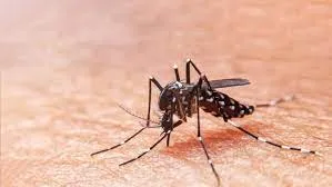 PR fecha período epidemiológico com 27.889 casos de dengue