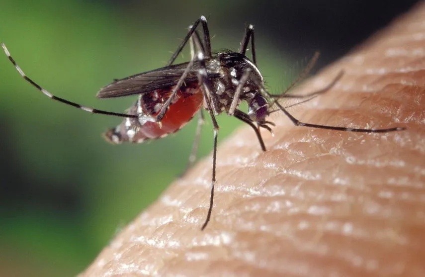Paraná registra mais cinco casos de dengue