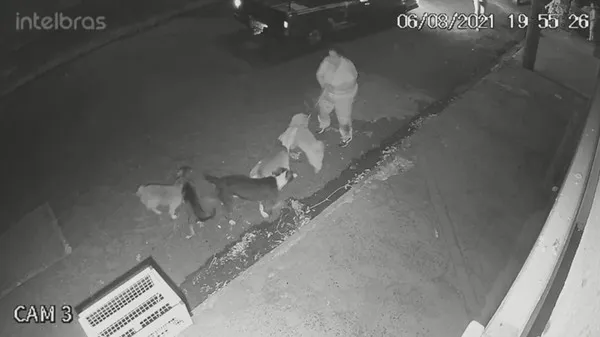 Pitbull ataca cadela de estimação durante passeio; Vídeo