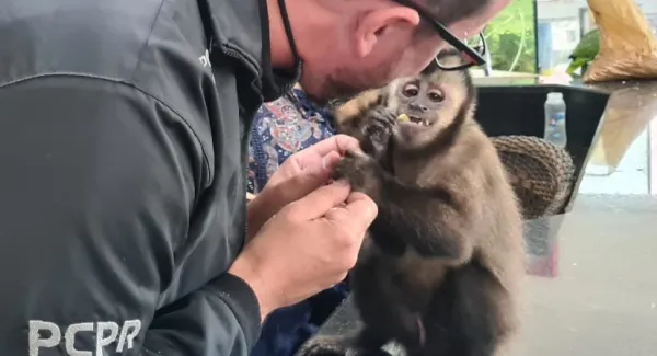 Polícia resgata macacos, araras e papagaio em operação no PR