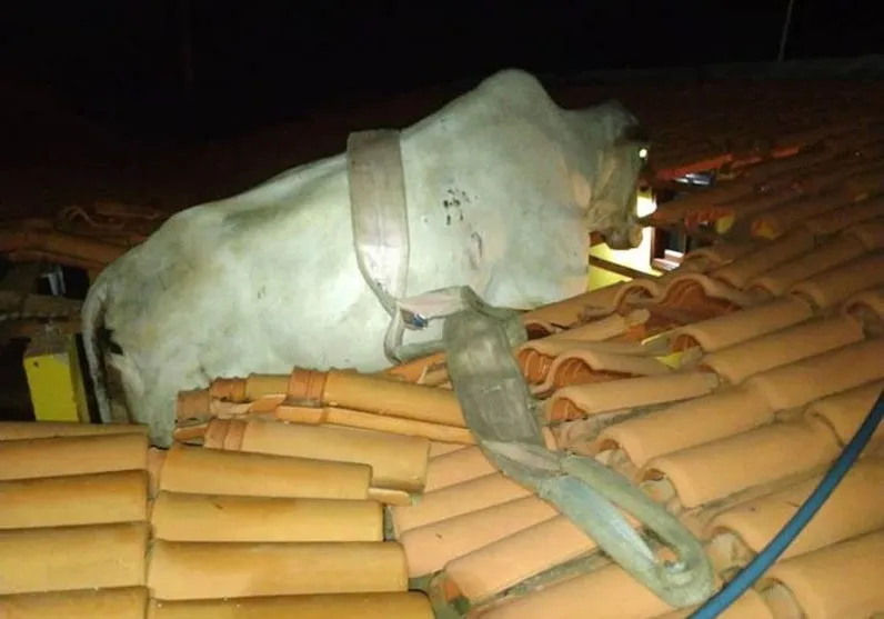 Vaca fica presa em telhado e é resgatada pelos bombeiros