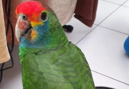 Após gritar “socorro”, papagaio é resgatado em árvore
