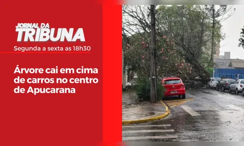 Árvore cai em cima de carros no centro de Apucarana