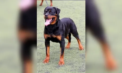 Avó e neta ficam feridas após ataque de cão no PR