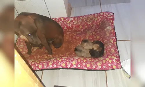 Bombeiros resgatam filhotes de cachorro de buraco; assista