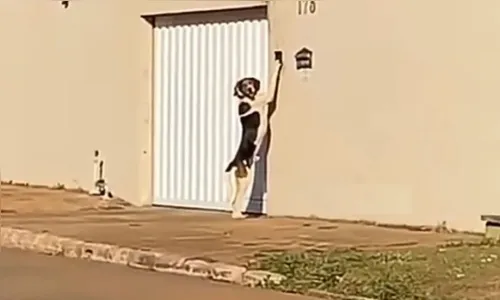 Cachorro toca campainha para entrar em casa e vídeo viraliza