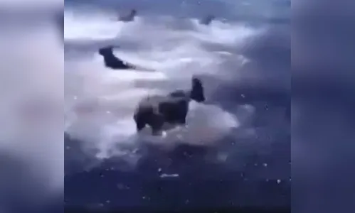 Cachorros brincam com tubarões em ilha; assista