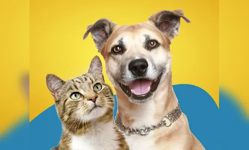 Cadastro para castração de cães e gatos encerra nesta sexta