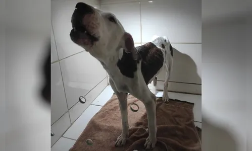 Cadela abandonada comia gatos para sobreviver
