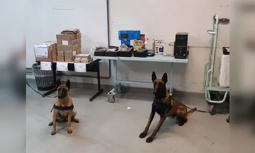 Cães da PRF encontram drogas em caixas durante treinamento