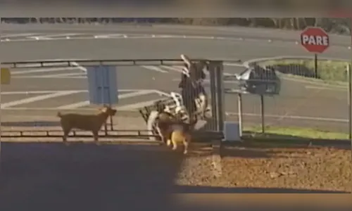 Câmera flagra ladrão 'laçando' cachorro para furtar; assista