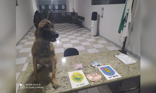 Cão Bjorn localiza crack com casal em praça na área central