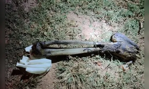 Cão encontra pedaço de corpo humano pela 2ª vez