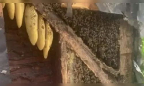 Casal gasta R$ 62 mil para retirar abelhas de dentro casa