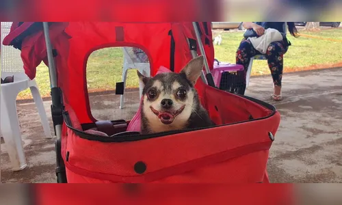 CastraPet atende mais de 200 animais em Arapongas
