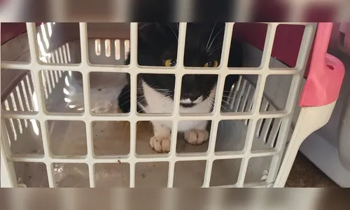 CastraPet encerra atendimentos em Arapongas nesta quarta