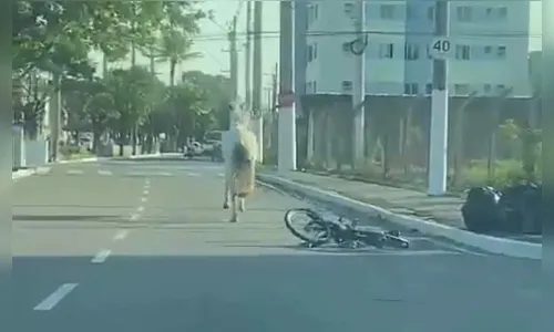 Cavalo atropela ciclista, arrasta bicicleta e atinge homem