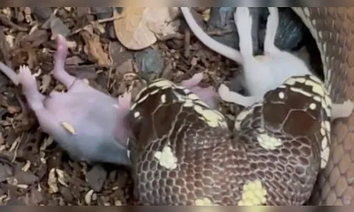 Cobra de duas cabeças come dois ratos ao mesmo tempo