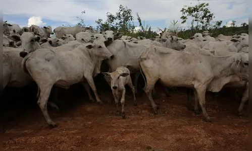 Confirmados casos de 'vaca louca' no MT e MG