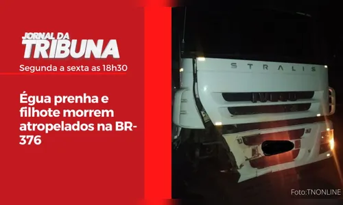 Égua prenha e filhote morrem atropelados na BR-376