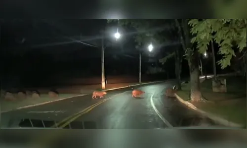 Família de capivaras 'para' viatura da PM de Apucarana; veja