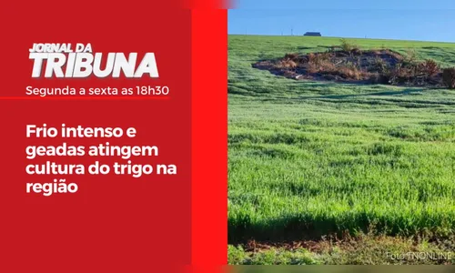 Frio intenso e geadas atingem cultura do trigo na região