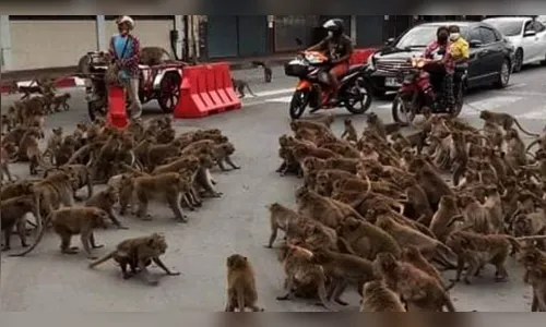 Guerra entre macacos para trânsito e repercute na web