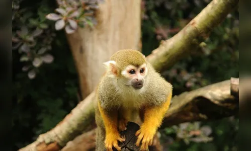 Herpes B: China registra 1ª morte por vírus raro