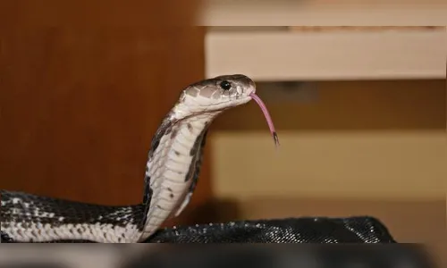 Homem corta cabeça de cobra e morre após ser picado