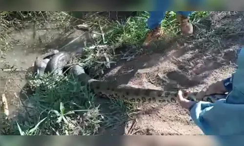 Homem enfrenta sucuri para salvar cachorro de estimação