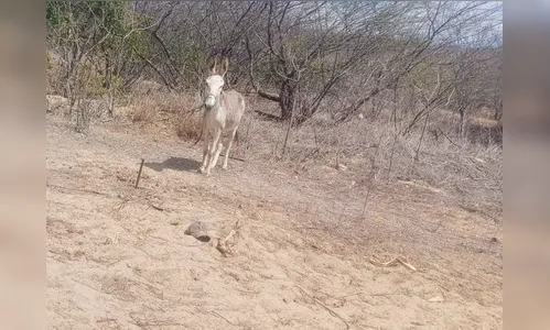 Homem morre após sofrer mordidas de jumento em sítio