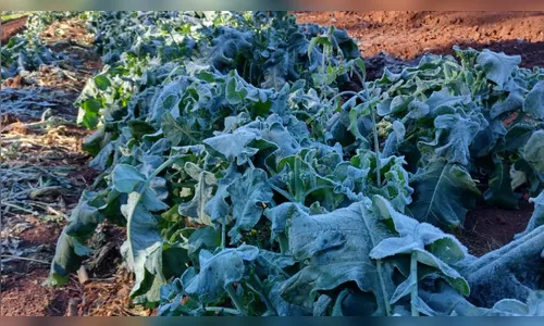 Hortaliças e bananas têm grandes perdas com a geada