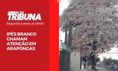 IPÊS BRANCO CHAMAM ATENÇÃO EM ARAPONGAS