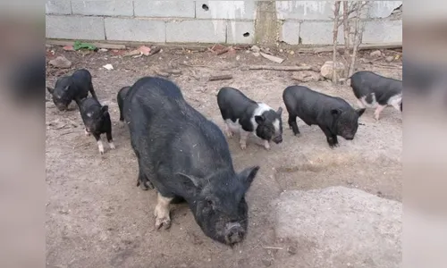 Criminosos furtam porcos em chácara de Jardim Alegre