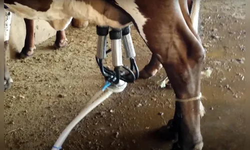 Ladrão furta ordenha mecânica em sítio de Arapuã