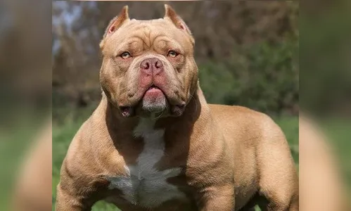 Pitbull solto na rua termina em desavença entre vizinhas