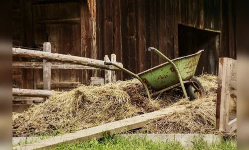 Irmãos inalam fumaça de esterco, caem em fosso e morrem