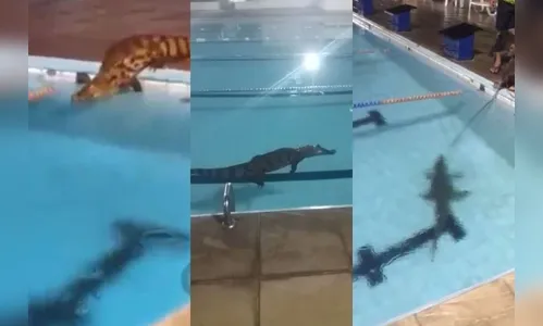 Jacaré vai parar em piscina de clube e assusta funcionários