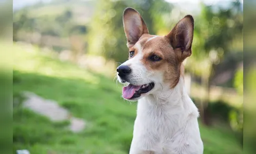 Latidos de cachorro gera briga entre vizinhas; PM é chamada